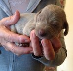 Cuccioli Weimaraner - Foto n. 2