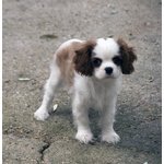 Cuccioli di Cavalier king Pedigree Enci