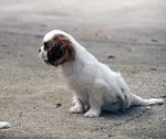 Cuccioli di Cavalier king Pedigree Enci - Foto n. 2