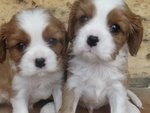 Cuccioli di Cavalier king Disponibili