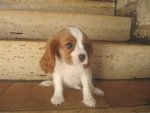 Cuccioli di Cavalier king Disponibili - Foto n. 2