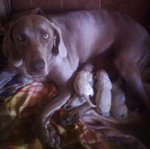 Cuccioli Weimaraner - Foto n. 3