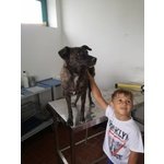 Siria Cucciola Sfortunata in Cerca D'amore - Foto n. 2