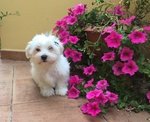 Cucciolo Maltese