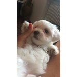 Cucciolo Maltese - Foto n. 3