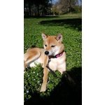 Shiba Inu!! - Foto n. 4