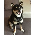 Shiba Inu!! - Foto n. 5