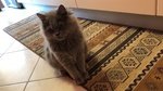 Cucciolo di Gatto Persiano - Foto n. 2
