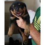 Cuccioli di Rottweiler - Foto n. 1