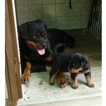 Cuccioli di Rottweiler - Foto n. 2