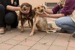 Euro & Star, Fratello e Sorella di 3 anni Circa, 15 kg, Adottabili Separatamente - Foto n. 5