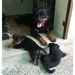 Cuccioli di Rottweiler - Foto n. 4