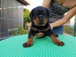 Cuccioli Rottweiler Super Pedigree - Foto n. 3