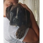 Disponibili Bellisimi Cuccioli di Boxer con Pedigree Enci