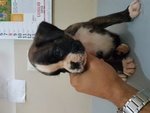 Cuccioli di Boxer con Pedigree Enci