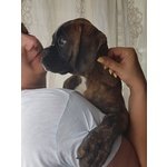 Cuccioli di Boxer con Pedigree Enci - Foto n. 3