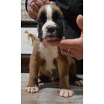 Cuccioli di Boxer con Pedigree Enci - Foto n. 4