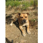 Argo, cane Corso Fulvo Disponibile per Monte - Foto n. 2