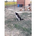 Pastore Australiano, Border Collie - Foto n. 1