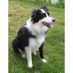 Pastore Australiano, Border Collie - Foto n. 2