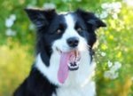 Pastore Australiano, Border Collie - Foto n. 3