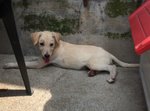 Scodinzolo, 3 mesi Simil Labrador, uno dei Cuccioli Sopravissuti, Cerca Casa