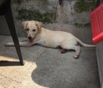 Scodinzolo, 3 mesi Simil Labrador, uno dei Cuccioli Sopravissuti, Cerca Casa - Foto n. 2