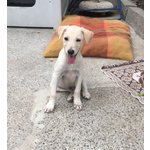 Scodinzolo, 3 mesi Simil Labrador, uno dei Cuccioli Sopravissuti, Cerca Casa - Foto n. 3