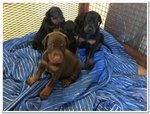 Cuccioli di Dobermann Disponibili