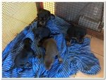 Cuccioli di Dobermann Disponibili - Foto n. 2
