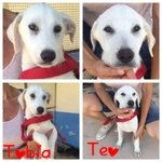 Teo e Tobia Cuccioli Simil Labrador