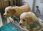 Cuccioli di Golden Retriever - Foto n. 3