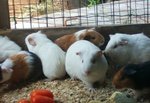 Cavia in adozione a Bergamo (BG) da privato