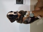 Cuccioli di Boxer con Pedigree enci Figli di Pluricampioni