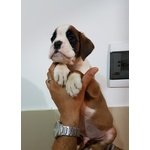 Cuccioli di Boxer con Pedigree enci Figli di Pluricampioni - Foto n. 2