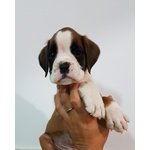 Cuccioli di Boxer con Pedigree enci Figli di Pluricampioni - Foto n. 3