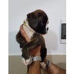 Cuccioli di Boxer con Pedigree enci Figli di Pluricampioni - Foto n. 4