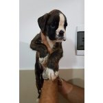 Cuccioli di Boxer con Pedigree enci Figli di Pluricampioni - Foto n. 5