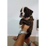 Cuccioli di Boxer con Pedigree enci Figli di Pluricampioni - Foto n. 6