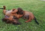 Cuccioli di Alpenlaendische Dachsbracke - Foto n. 5