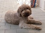 Cuccioli di Lagotto Romagnolo con Pedigree