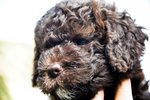 Cuccioli di Lagotto Romagnolo con Pedigree - Foto n. 3