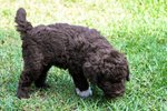 Cuccioli di Lagotto Romagnolo con Pedigree - Foto n. 4