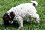 Cuccioli di Lagotto Romagnolo con Pedigree - Foto n. 5