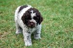 Cuccioli di Lagotto Romagnolo con Pedigree - Foto n. 8