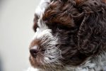 Cuccioli di Lagotto Romagnolo con Pedigree - Foto n. 9