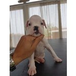 Cucciola di Boxer Bianca alta Genealogia