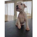 Cucciola di Boxer Bianca alta Genealogia - Foto n. 3