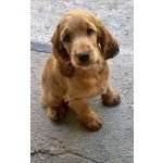 Vendesi Cuccioli Cocker Spaniel - Foto n. 5