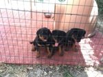 Cuccioli di Rottweiler